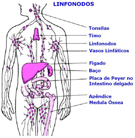 linfonodos o que é